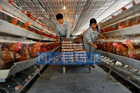 抗生素的濫用正在中國養(yǎng)殖業(yè)形成惡性循環(huán)，由此引發(fā)的食品安全問題已經(jīng)到了關(guān)乎我們民族繁衍的程度。本報(bào)資料圖