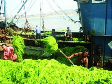 攔截網“阻擊”滸苔難靠前海沿