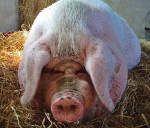 各地巨型動(dòng)物盤(pán)點(diǎn)