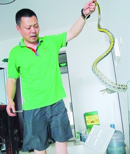 青島蛇王義務(wù)捕蛇十年全身50道咬痕 欲隱退江湖