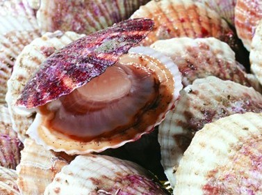 海洋怪物難倒老青島 圖示5種青島常見(jiàn)寄生海洋動(dòng)物