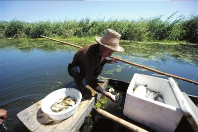 事發(fā)10天后，白洋淀中還有不少死魚。本報(bào)記者潘之望攝