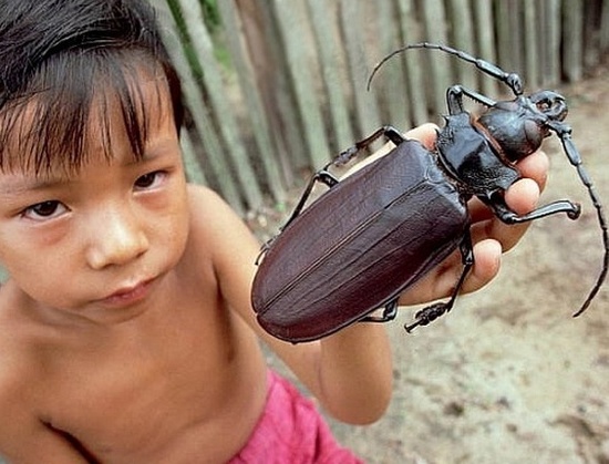 盤點各地罕見巨型“怪獸”