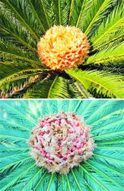 青島一鐵樹罕見開花結(jié)果 果實鮮紅似火