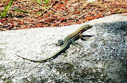 青島市民登山遇蜥蜴喊新奇 老青島認(rèn)出麻蛇子