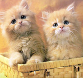 最可愛(ài)的動(dòng)物寶寶 Cute！