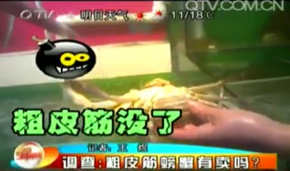 青島皮筋螃蟹退市 粗大皮筋集體不見(jiàn)蹤影